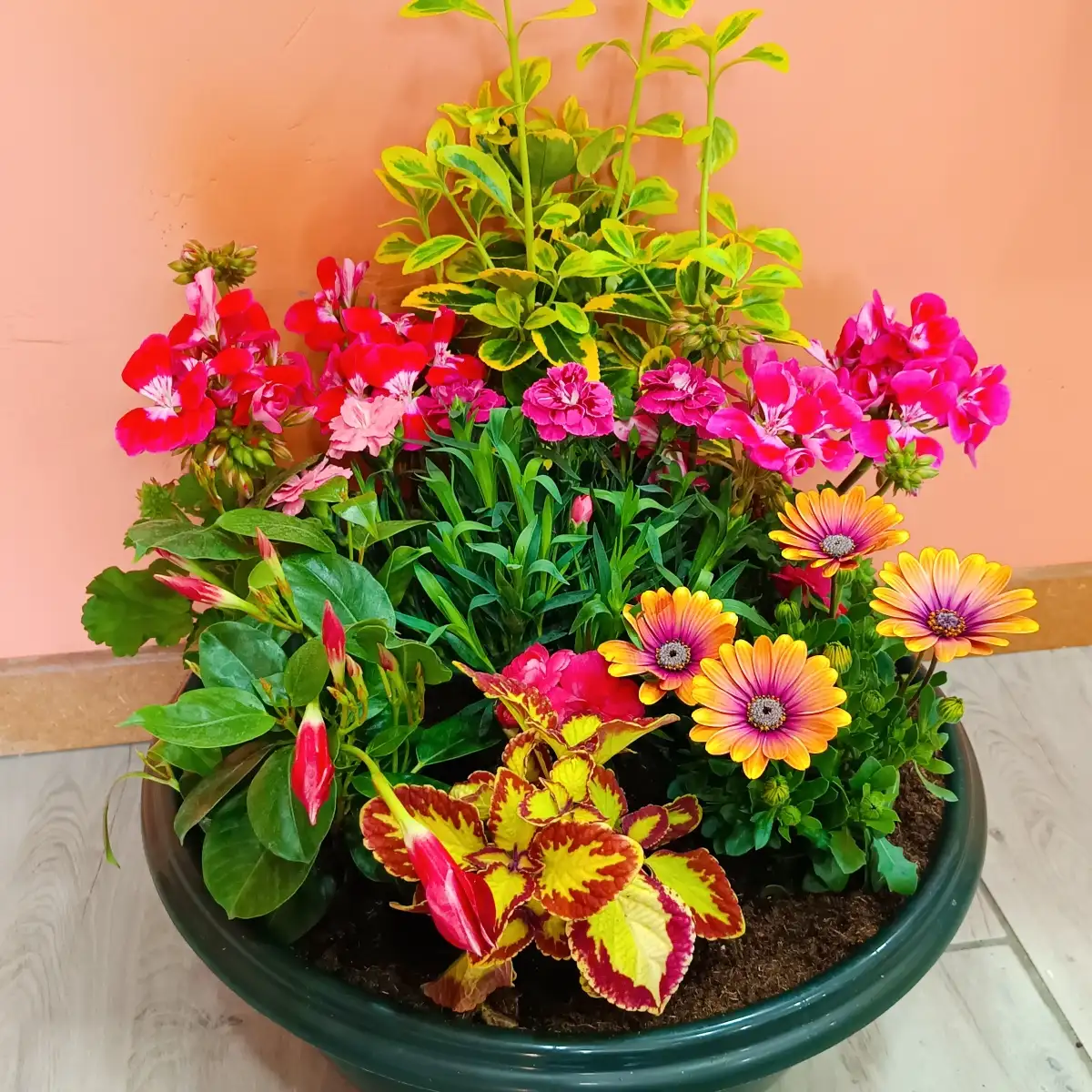 Compositions florales racinées - diamètre 25 cm